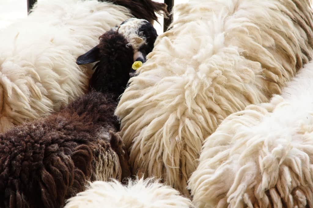 wool