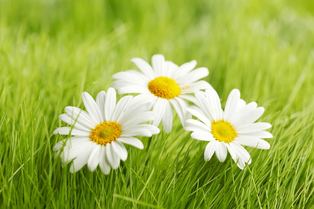 Chamomile