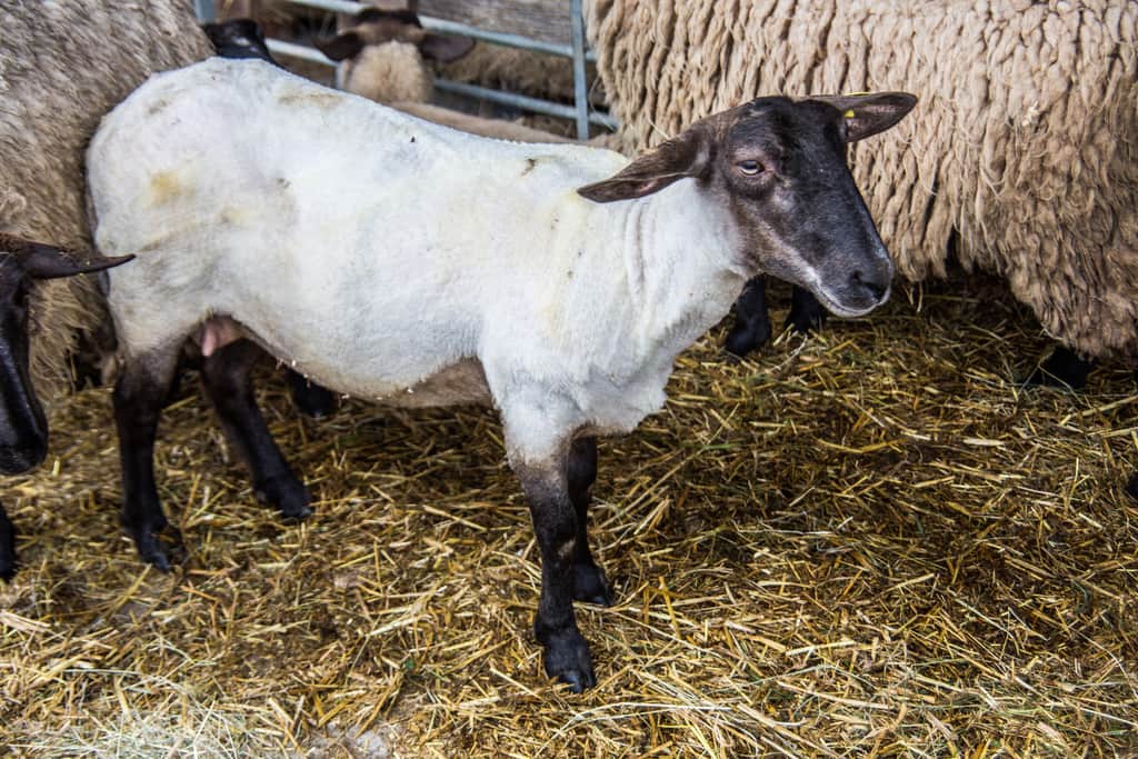 wool