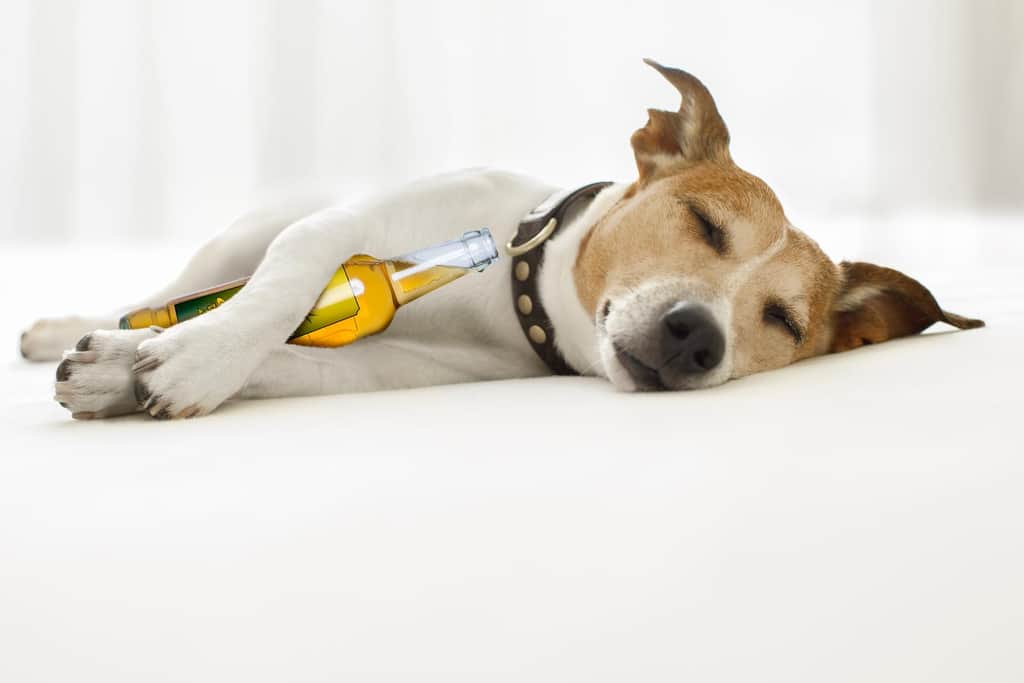 why we sleep