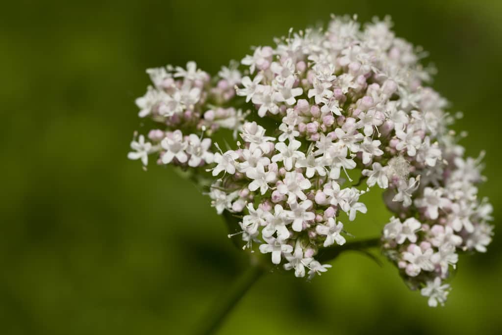 valerian herb