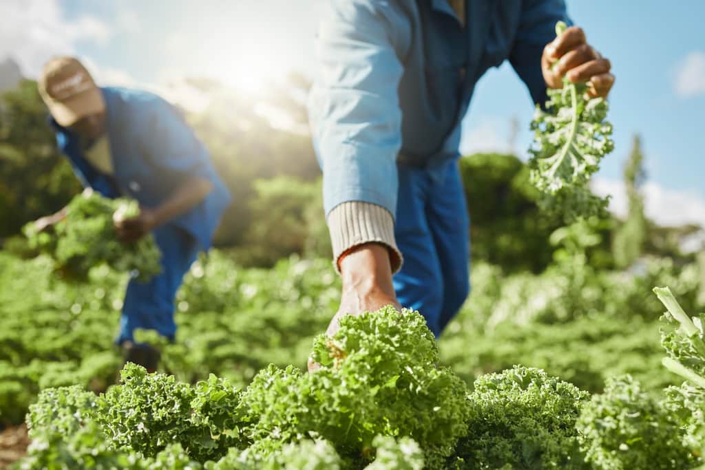 Organic Content Standard