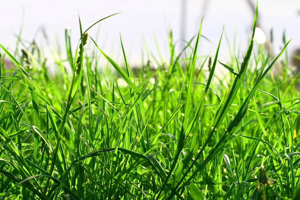 Green American Foundation