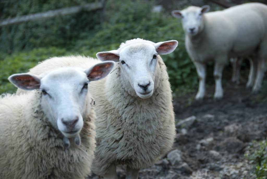 Responsible wool