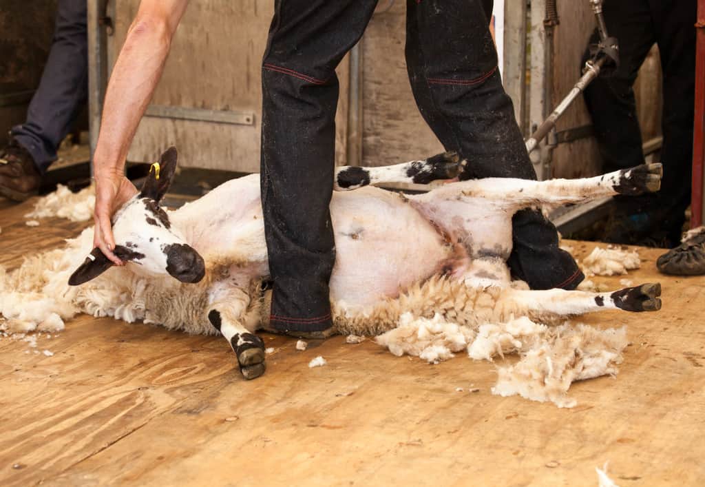 wool