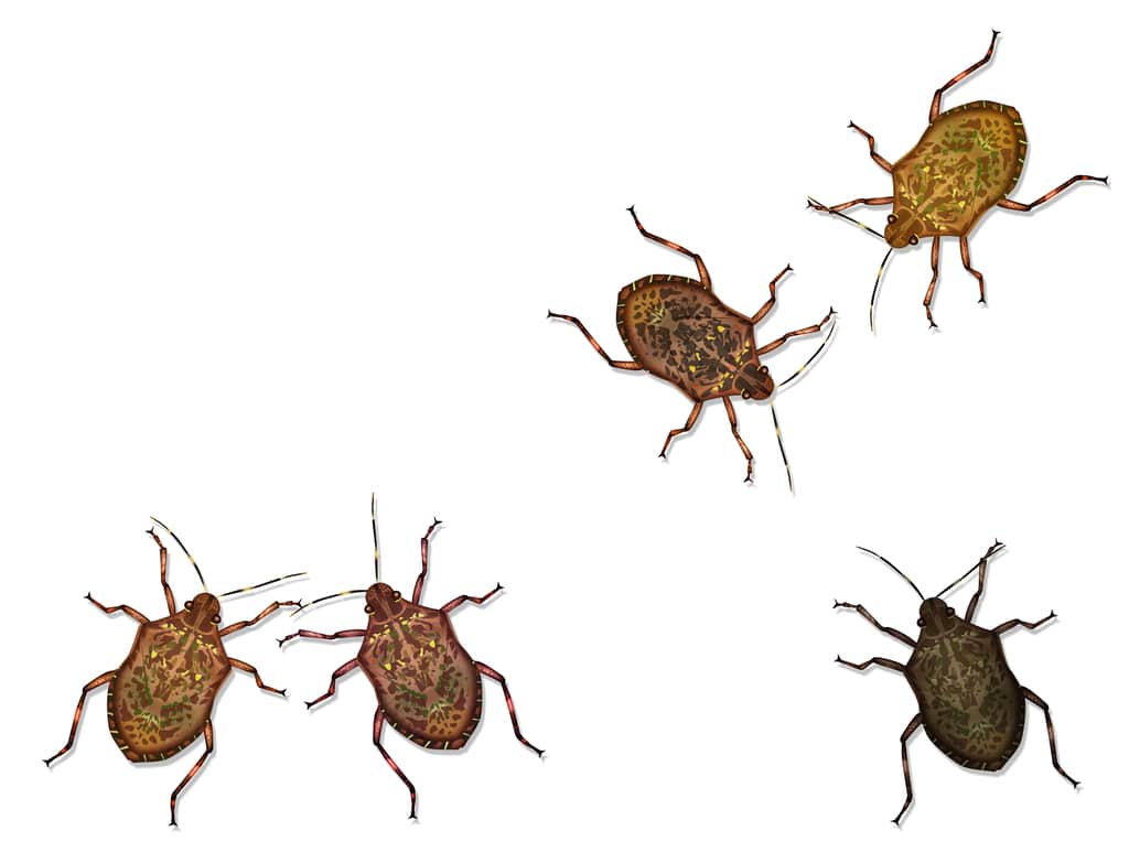 bedbugs