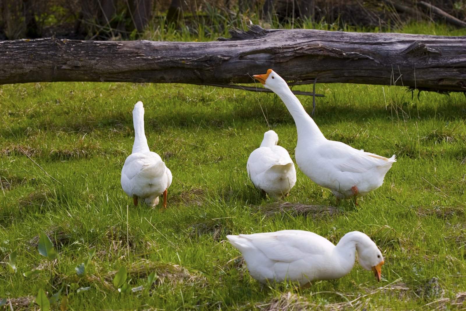 Goose down