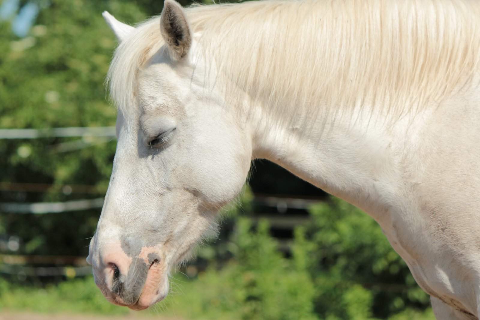 horse sleeping
