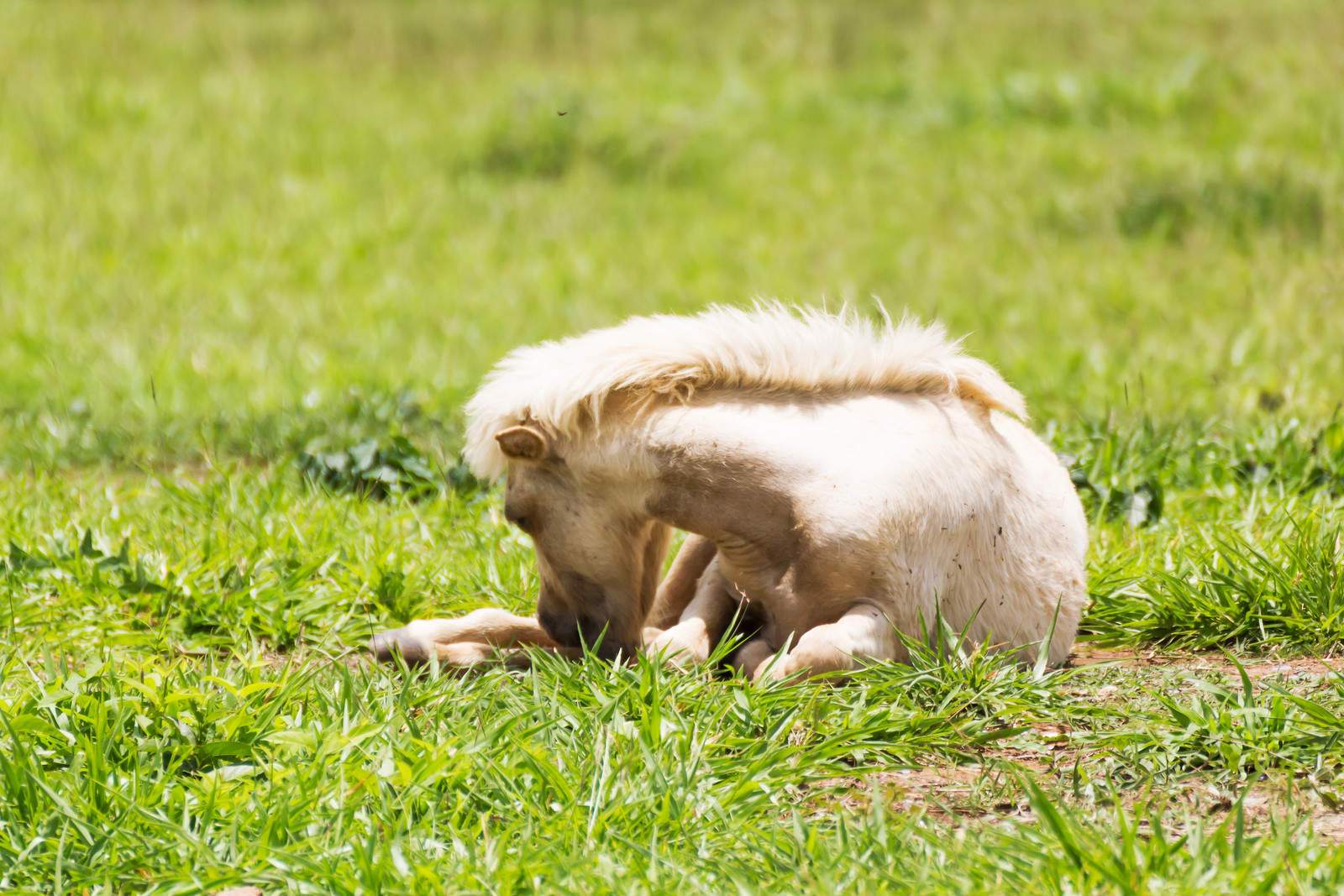horse sleeping