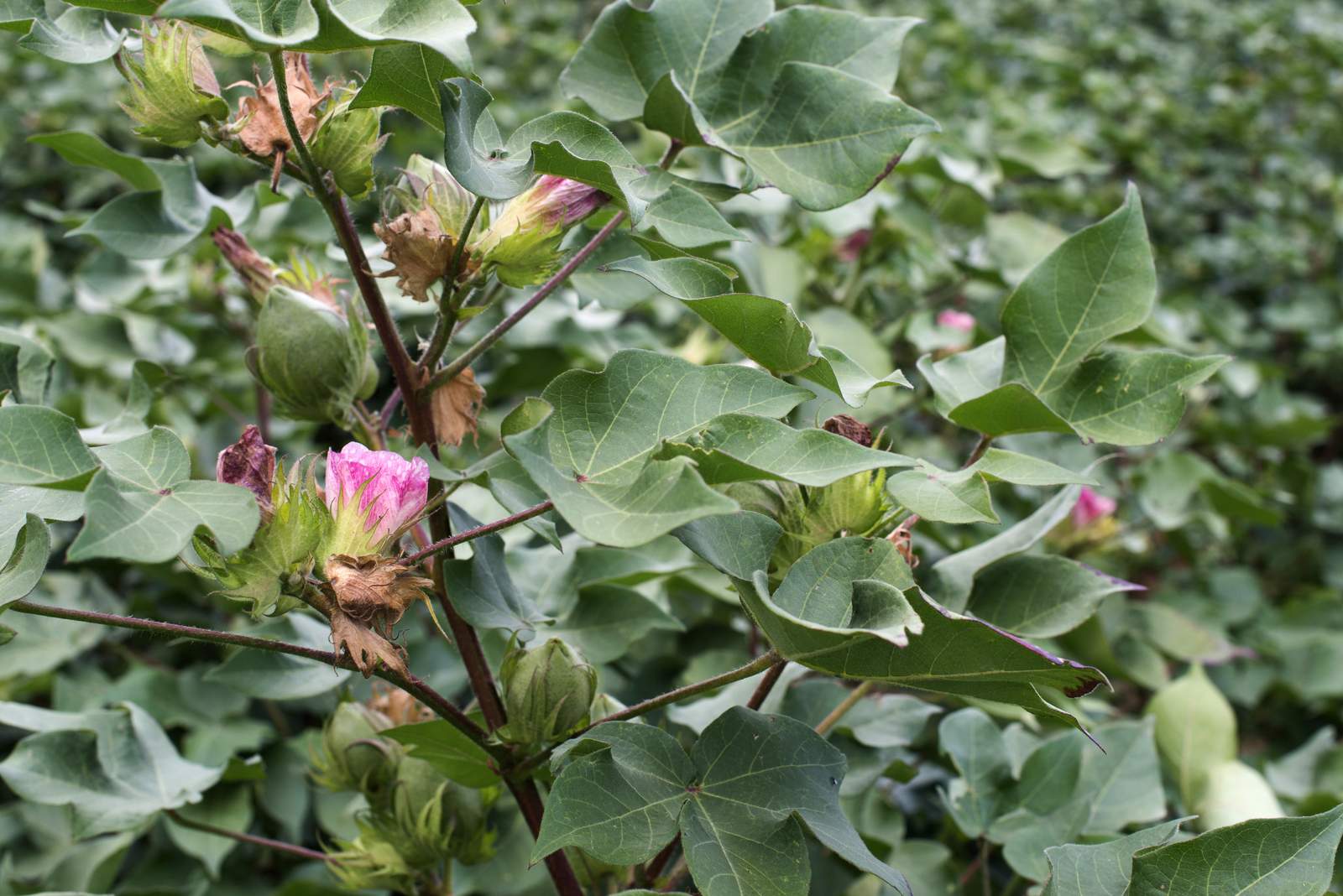 Cotton