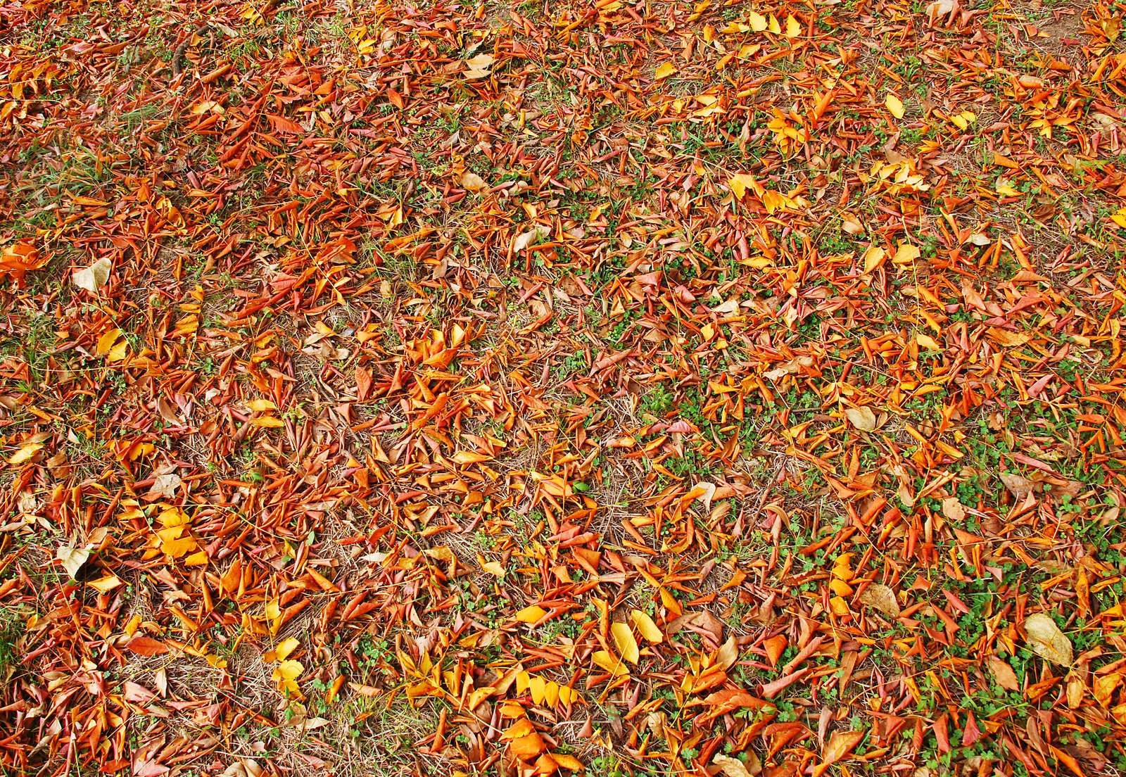 earthy colors