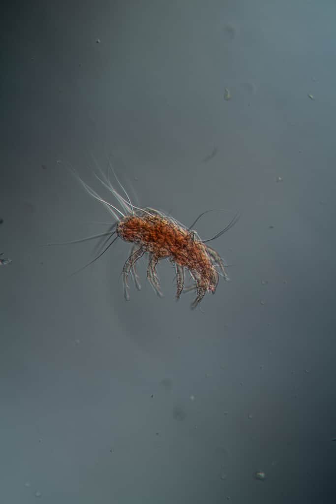 dust mite