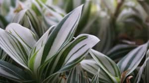 GreenGuard