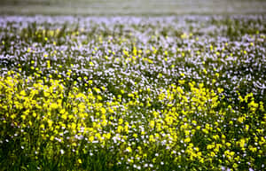 flax