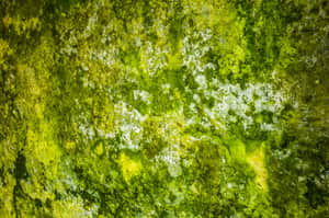 mildew