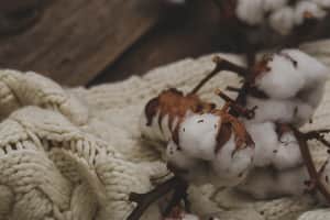 Cotton