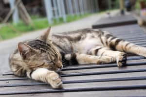 cat asleep
