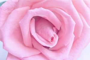 Flower core layers