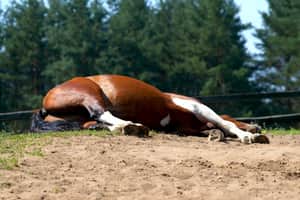 horse sleep