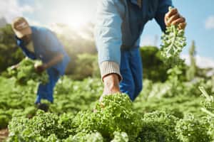 Organic Content Standard