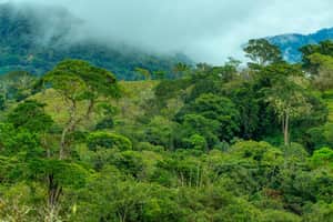 biodiversity