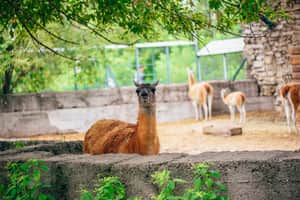alpaca