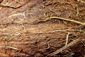coir fibers
