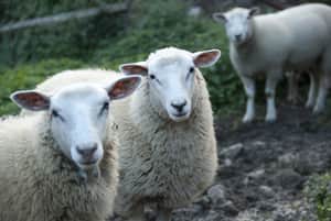 Responsible wool