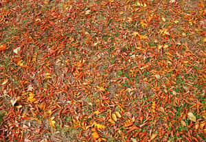 earthy colors