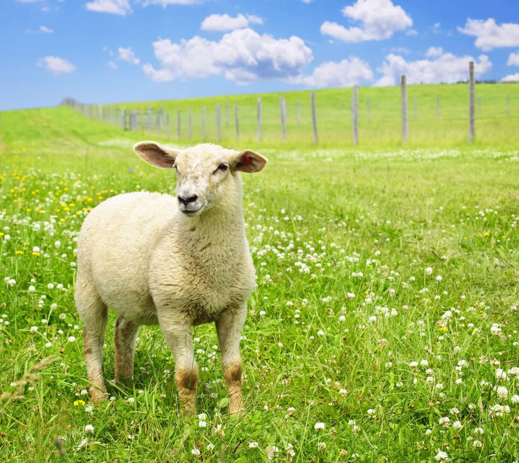 Sheep on a field making wool