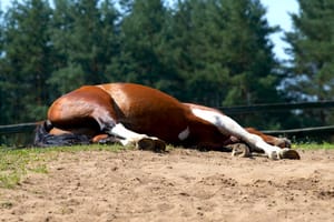 horse sleep