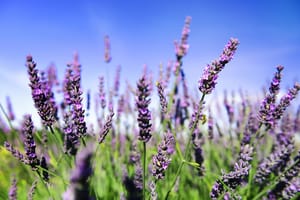 Lavender field