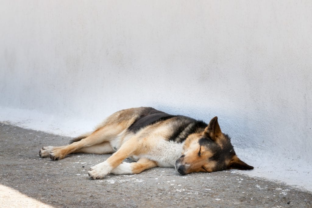 excessive daytime sleepiness