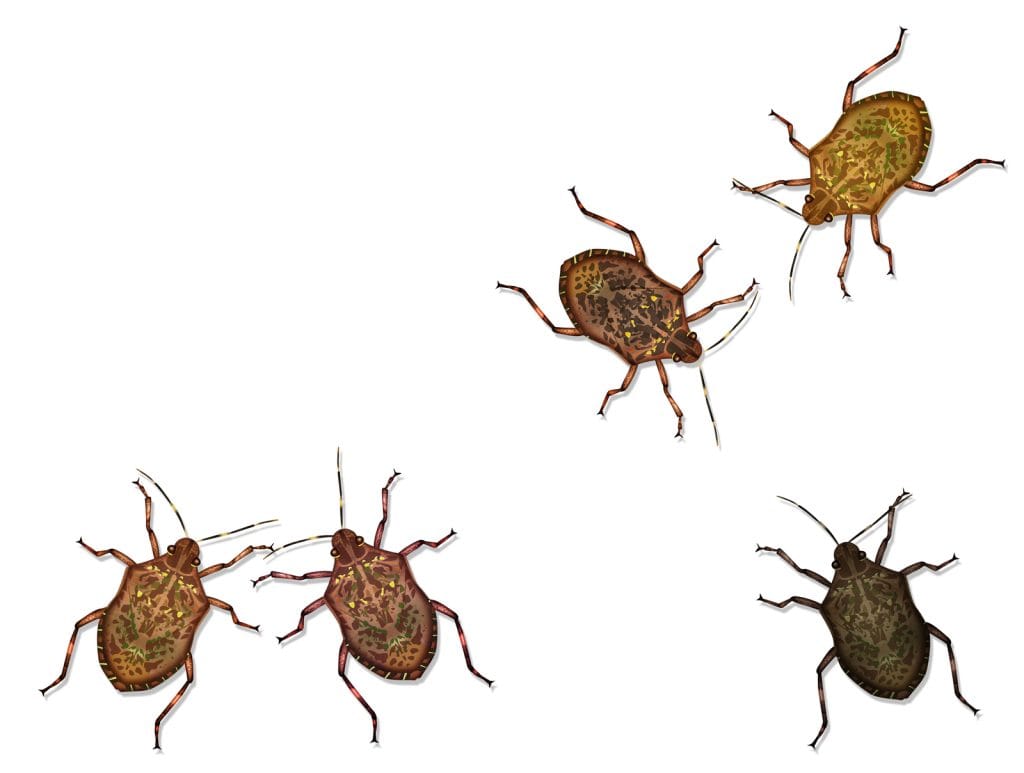bedbugs