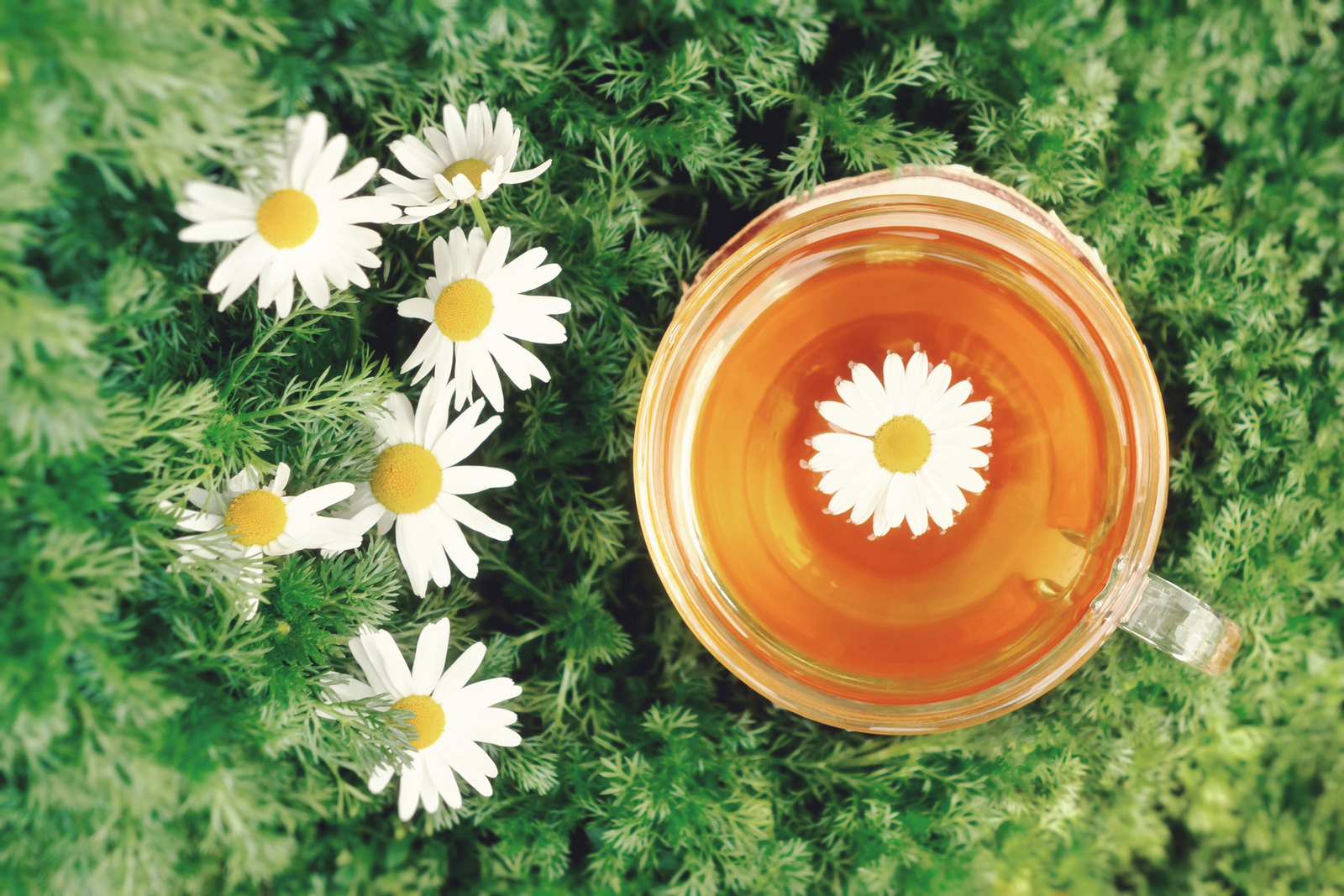 What are the advantages of chamomile?