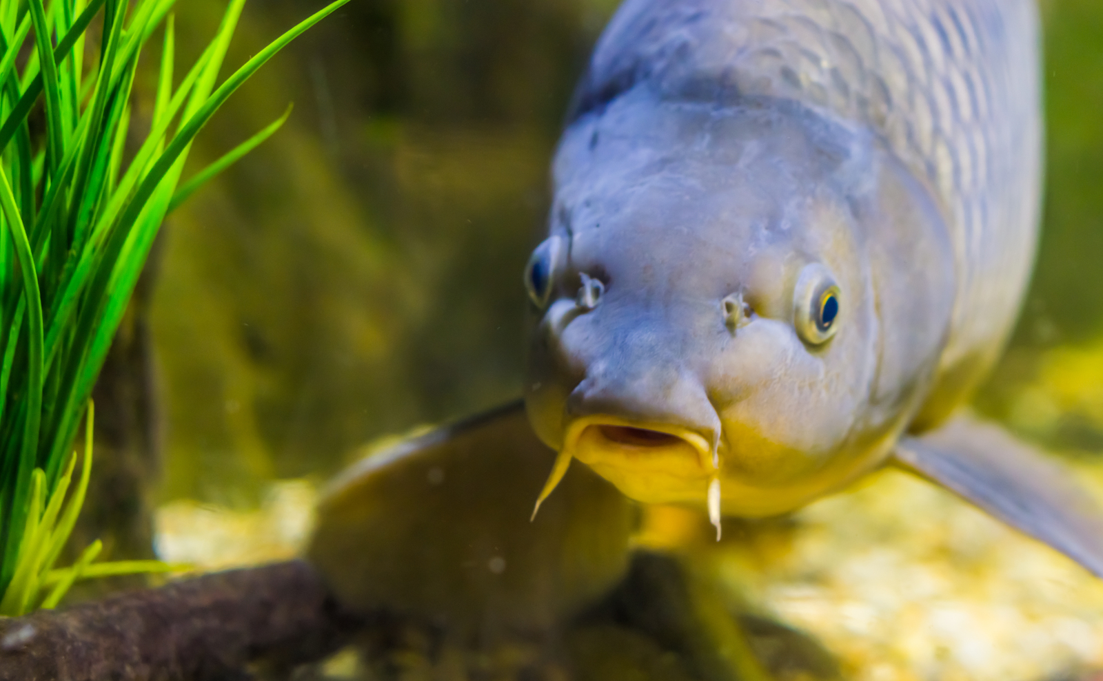 Do fish sleep?